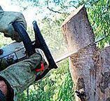 How Our Tree Care Process Works  in  Hokendauqua, PA