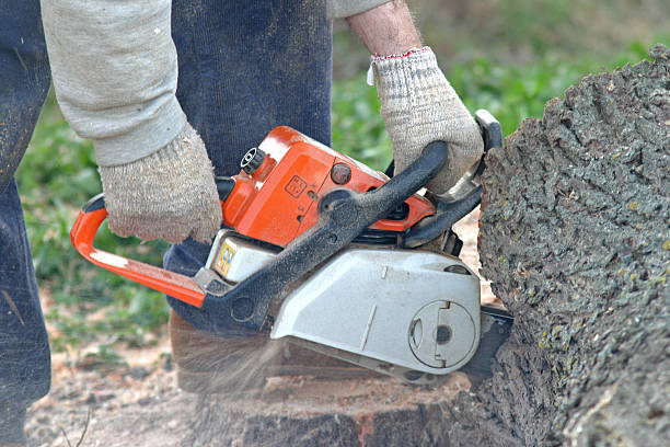 Professional Tree Care in Hokendauqua, PA